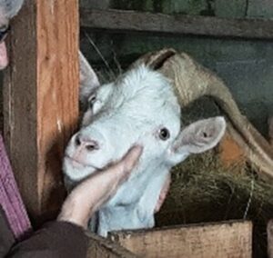 Ferme pédagogique